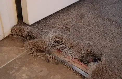 carpet pet damage